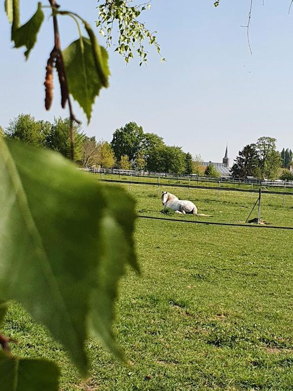 Houten Huisje Tussen Paarden Nieuwerkerken Ngoại thất bức ảnh