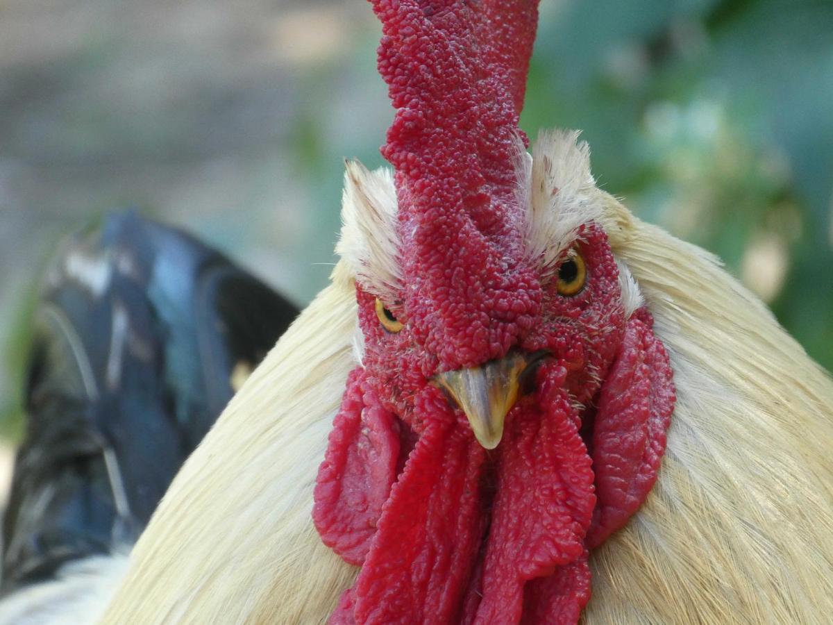 Houten Huisje Tussen Paarden Nieuwerkerken Ngoại thất bức ảnh