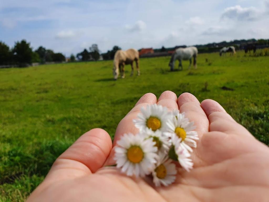 Houten Huisje Tussen Paarden Nieuwerkerken Ngoại thất bức ảnh
