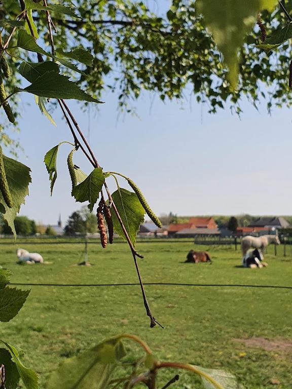 Houten Huisje Tussen Paarden Nieuwerkerken Ngoại thất bức ảnh