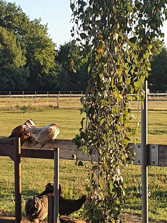 Houten Huisje Tussen Paarden Nieuwerkerken Ngoại thất bức ảnh